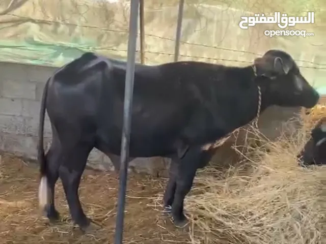 جاموس للبيع العمر 3 سنوات الصحة ممتازة ينفع للذبح أو التربية