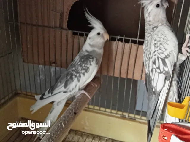 جوز كوكتيل للبيع