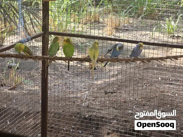 للبيع بادجي مع روز