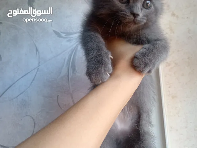 انثى بريتيش 50 يوم للبيع