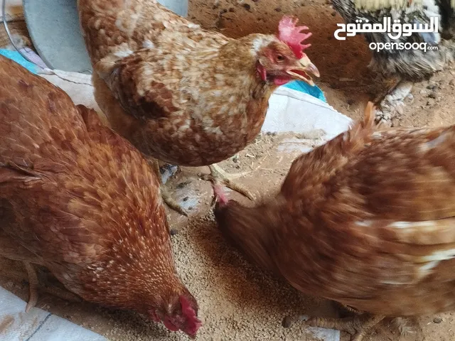 ثلاثه دجاجات حمر صحه وحجم ويدحوا كل يوم