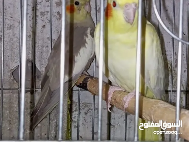 3كوكتيل أليف ما شاء الله عليهم وجواز ببغاء كوكتيل شغالات والصلاة على النبي و2بطات ذكر وأنثى لعوبات