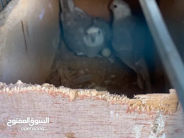 زوج كوكتيل