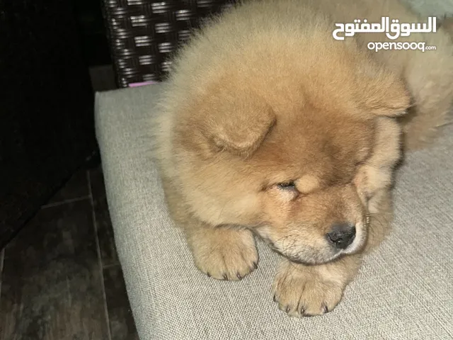 كلب تشاو تشاو بيور مميز جدا بسعر مغري الام والاب وارد اوكرانيا مرفق الصور Chow chow