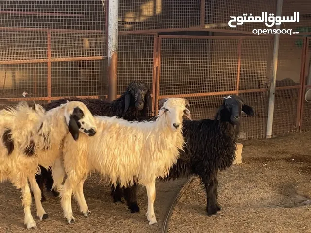 للبيع كبشان اضاحي