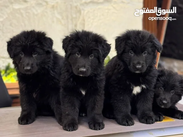 جيرمن شيبرد