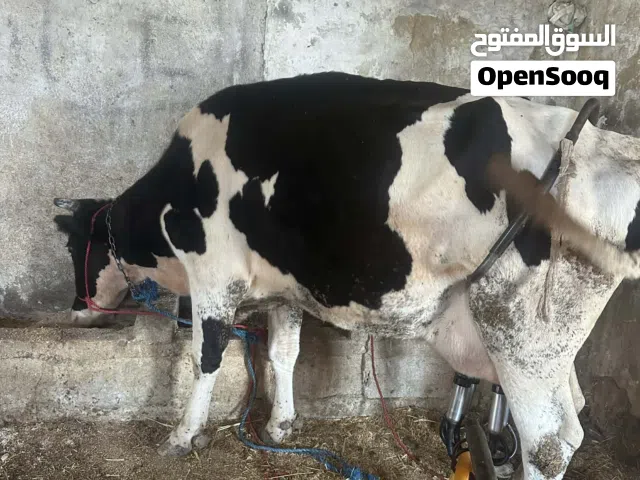 بكيره وبقره أضاحي وحده حبات ووحده ريشه الحبه