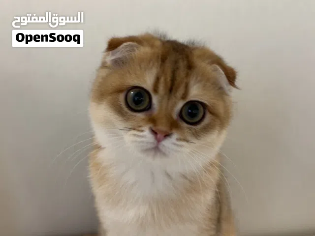 Scottish fold kittens