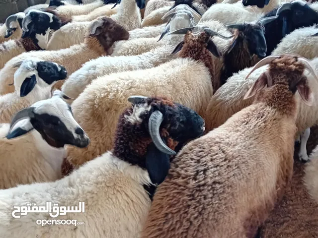 حواله وطنيه للبيع