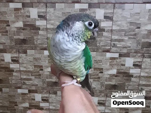 جرين شيك تركواز أليف جدا حجل مربي أردني 10 أشهر