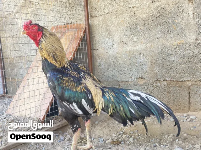 بيع طير سندي