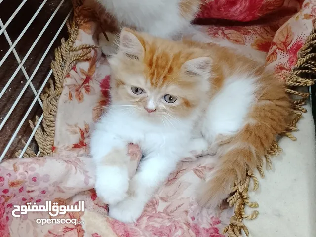 blue eyes ragdoll kittens