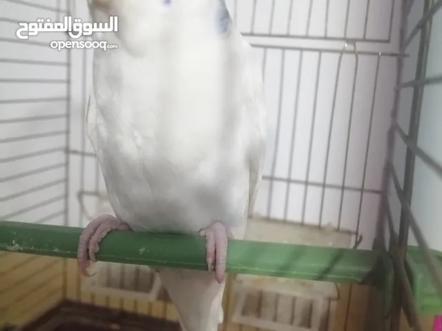 قص بادجي عمر 4 شهور