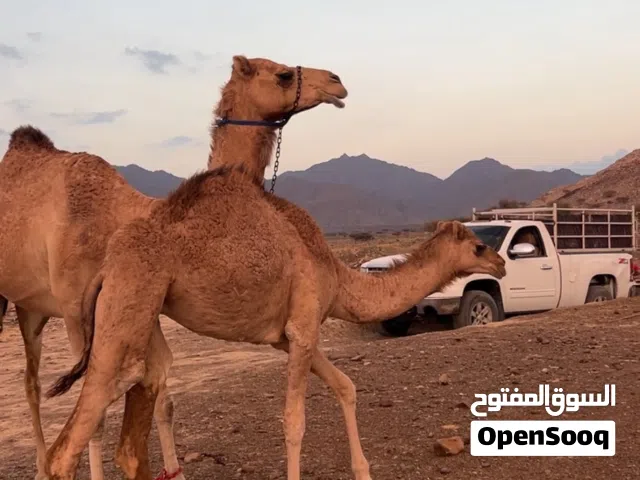 ناقه تحتها بكره للبيع سلالة الناقه الاب : هملول الدرووع الي دار فعزبة راعي