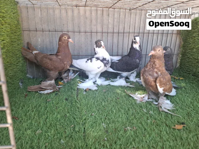 مجموعة انتاجات شقلاب 7