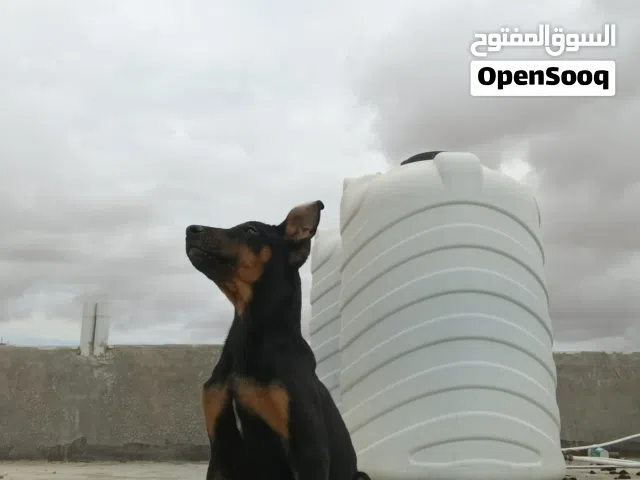 دوبر مان مستوى عالمي جامبو عمر شهرين و نص