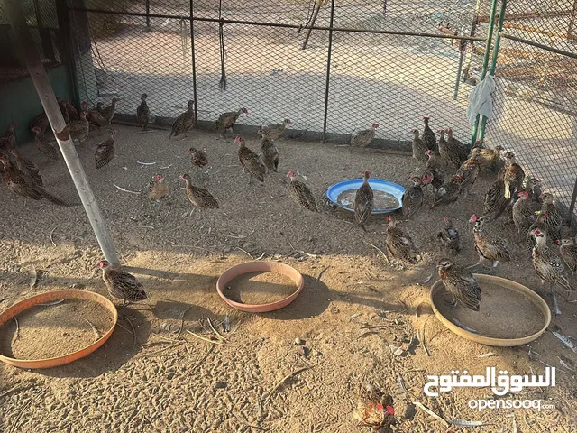 فزن العدد 135