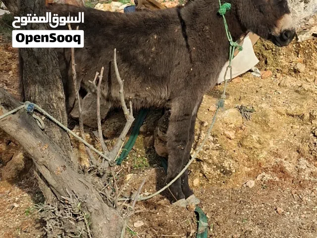 كره هاديه للبيع