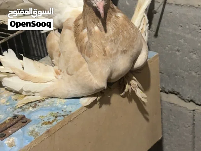 متاح  طيره فانتيل خط اول حجم ضخم