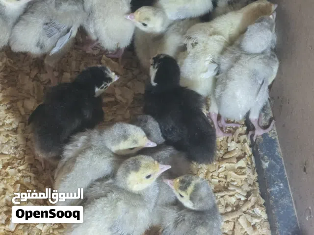 33 صوص حبش 12 صوص براهما كولومبي