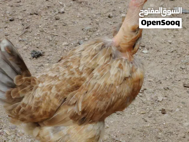 سلام عليكم دجاج عرب أبو ركيبه وعرب  دجاج نضيف وصحه جيدة