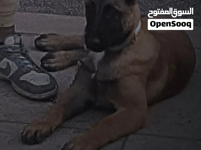 كلبمالينوا