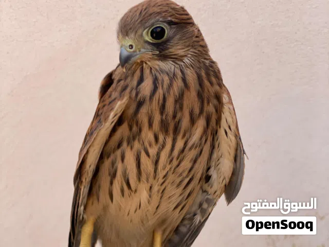 صقرين فراخ مدربين نوع العوسق عمر شهر زق يدوي