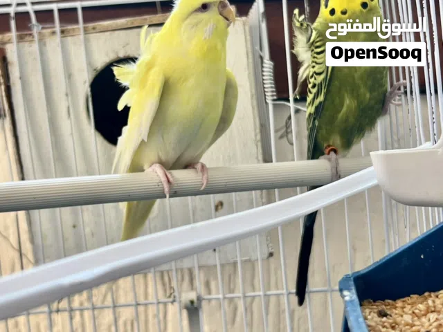 كوبية بقلينو هوقو رومو الذكر نورمال والانتاية كلير ومعاهم انتاية هوقو فردية وذكر نورمال ازرق للبيع