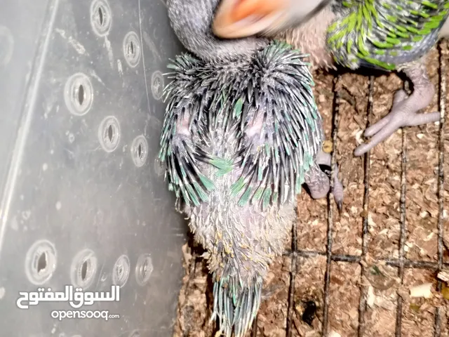 درة روز وكوكتيل