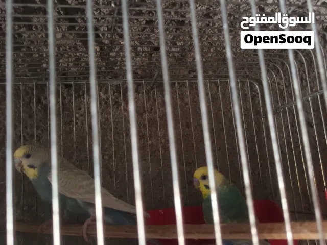 طيور حب رينبو مع افراخ