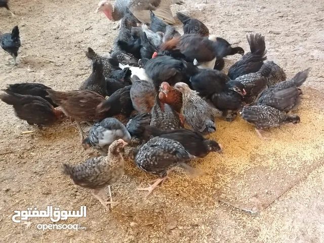 بسم الله ماشاءالله موجود فرخات بلدي نخب اول العدد 85 حبة العمر شهرين صلاة النبي الي شرا يرن ما منقصر