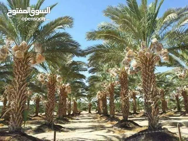 Farm Land for Sale in Salt Al Balqa'