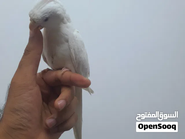 For sale cocktail albino red eyes temad 25 BD