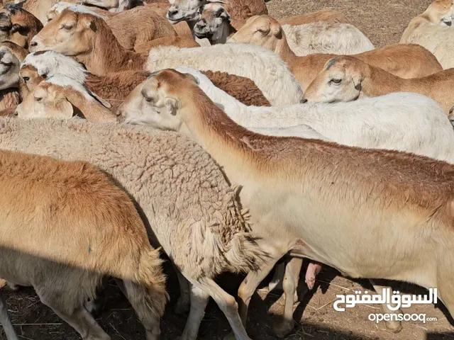 ذبايح يمنيه حري والحباصي خرفان وتيوس