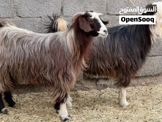 شوهات من حلال بني سعيد اصل سمان فوول ماشاءالله ماعليهن كلام للتربيه او ذبح