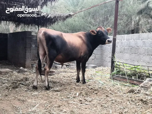 ثور جيرسي بيور مد وشور مشروع فحل