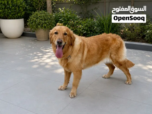 انثى جولدن ريتريفر