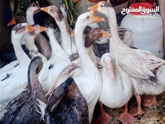 بط عدد15