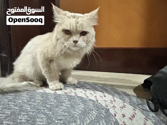 قط شيرازي للبيع العمر سنة و نصف