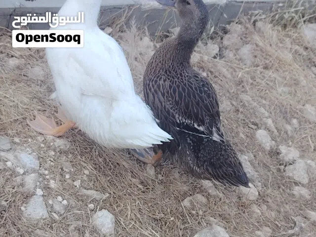 بطتين أناثي بصحة ممتازة