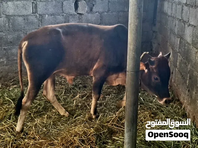 أبقار بحالة ممتازة الحمدلله للبيع سمين