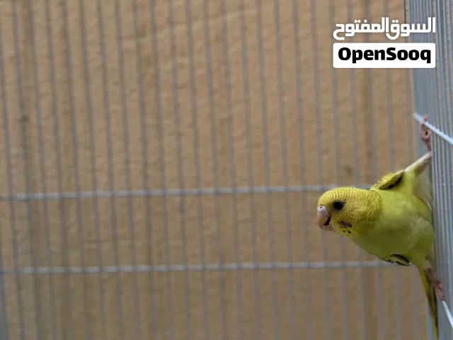 للبيع طير هند انتاج البحرين