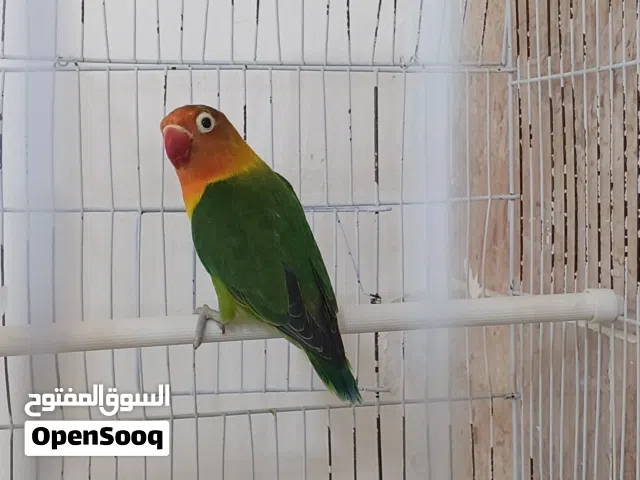 متاح بفضل الله نتايه قرين