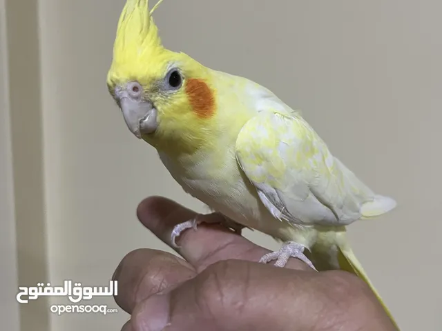 للبيع كوكتيل البينو انثى متربي اليف جدا