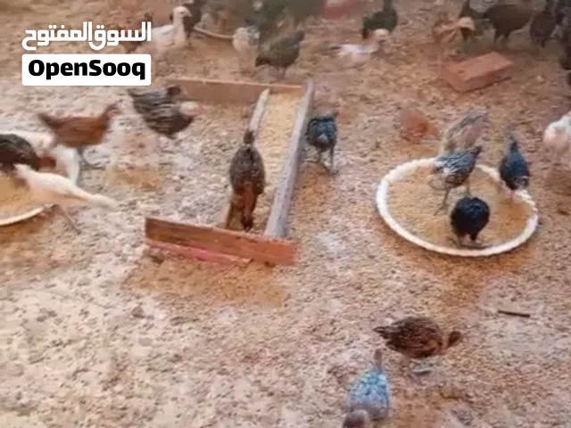 صوص بلدي للبيع في الاردن