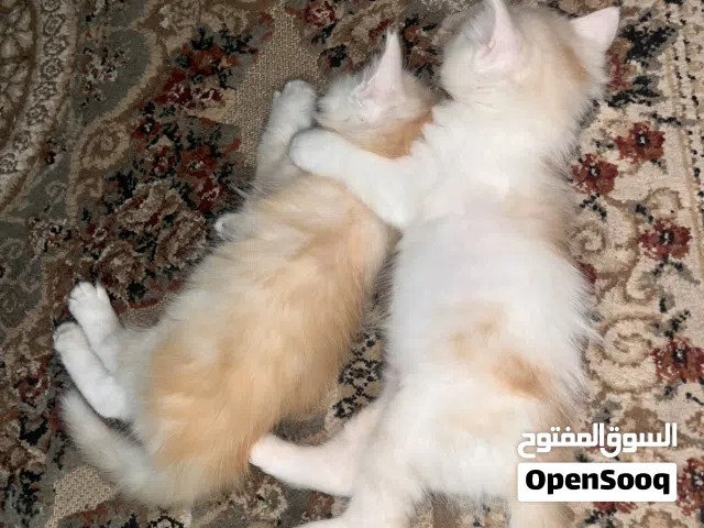قطط ثمرات للبيع 45يوم لقطع