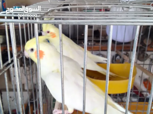 جوز ببغاء كوكتيل