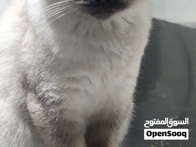 سكوتش فولت