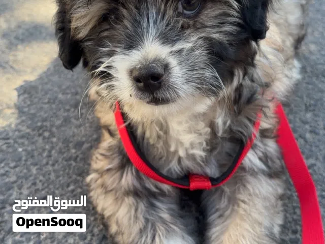 كلب زينه جرو أنثى جميلة جدًا بشخصية رائعة تبحث عن منزل محب ودائم مع كامل أغراضها