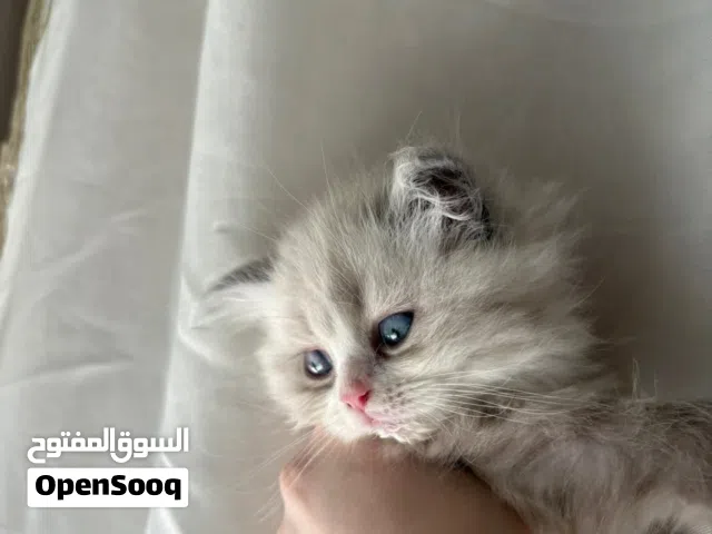 قطط لطاف جدا عمر شهرين شانشيلا السعر (50)